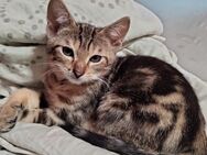 Babykitten - Mix suchen ein liebevolles Zuhause 😻 - Frankfurt (Main)