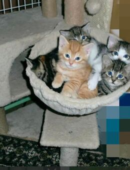 BKH Mix Kitten - Ölbronn-Dürrn
