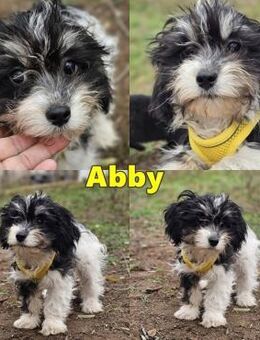 Abby möchte die Welt erobern - Schafflund