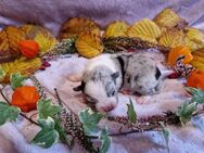 6 von 7 French Bullshep Welpen/ Französische Bulldogge x Mini Australian Shepherd - Barnstorf