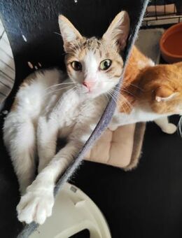 Lily aus dem Tierschutz - Grevenbroich