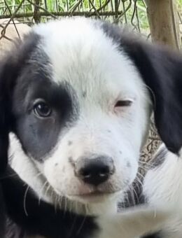Duke....nicht das Phantom - Tholey