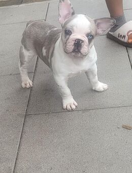 Französische Bulldoggen Welpen zu verkaufen – Bald abgabebereit! Standort: Nürnberg | Ab 1500€ - Nürnberg