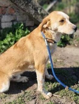 Mocca sucht seine Herzensmenschen - Nordwalde