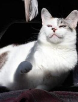 Schmusekatze Cara sicht Dich! - Walluf