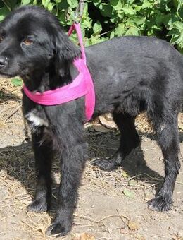 Primus - ein treuer Kamerad - Berlin