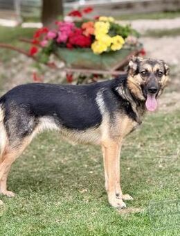 MOLLY, Schäferhund Mix, geb. 10/2022 - Heidenrod