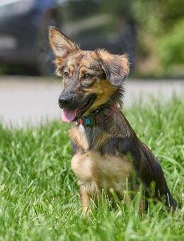 wunderschöne kleine Fennya - Augsburg