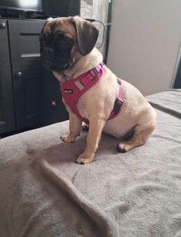 Leni Retro Mops sucht ihre Familie - Herforst