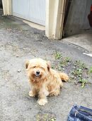Suche dringend Hundefutter (Nassfutter) geschenkt in 34125