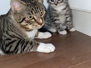 Super süße Babykitten - Heinsberg Zentrum