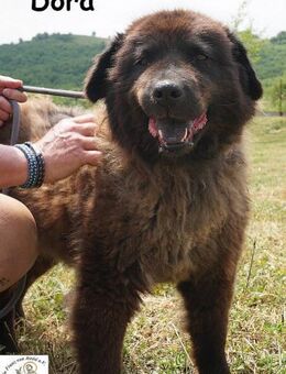 Dora Eine Hündin fürs Leben! - Kissing