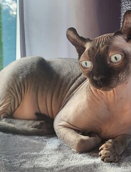 Wundervolle Elfensphynx 1,5 jähriges., kastriert, kerngesund, verträglich - in liebevolle Hände - Recklinghausen Zentrum