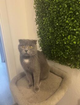 Katze abzugeben - Ebersbach (Fils)