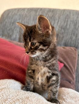 Süßes Katzenbaby (weiblich) abzugeben 🐾 - Sandersdorf
