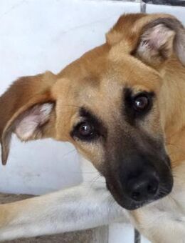 Umar -als Welpe im Karton abgestellt- - Oldenburg