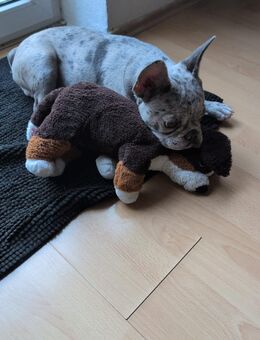 Mailo sucht Körbchen - Nassau