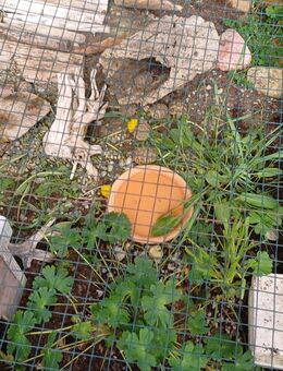 Griechische Landschildkröten zu verkaufen - Köthen (Anhalt)