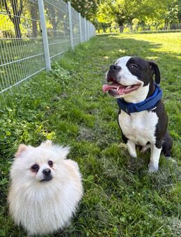 Simba sucht ein neues Zuhause - Merseburg Geusa