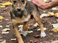 Freundliches Welpenmädchen ARI sucht ♥️ - München