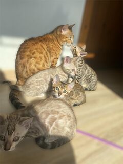 Zauberhafte Bengal Babys suchen ein neues Zuhause