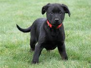 Rottweiler - Labrador Mischling Welpen Rüde in schwarz - Lauterbach (Hessen)