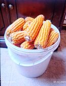 Futtermais, luftgetrocknet für Kleintiere in 19246