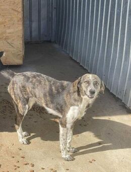 Hübsche KYRA sucht liebes Zuhause - Neuberg