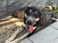 ☀️Fröhlicher Bart wartet schon lange 🐶 - Eislingen (Fils)