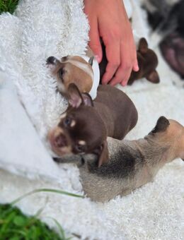 CHIHUAHUA WELPEN SIND DA - Puderbach
