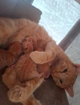 Bkh Katze mit Main coon/ sibirischer waldkater - Frohburg