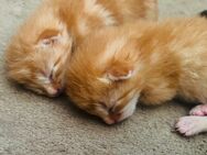 Main Coon Kitten mix - Zirndorf