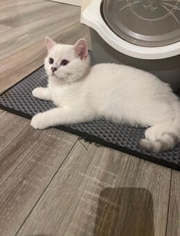 Weiße BKH -Kater Abgabebereit!!! - Gladbeck