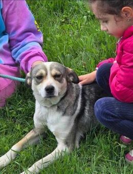 Soziale BRINA = Schatz auf 4 🐾🐾♥️ - München