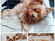 Yorkiepoo Welpen - Eislingen (Fils)