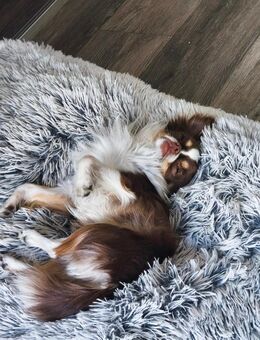 Chihuahua Rüde zu verkaufen - Augsburg