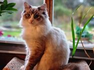 Trächtige Ragdoll Kätzin Katze mit Stammbaum - Bad Griesbach (Rottal)
