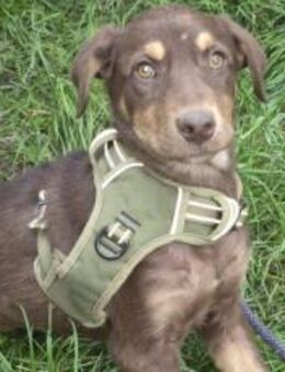 Zaubermaus Muffin möchte in dein Herz - München