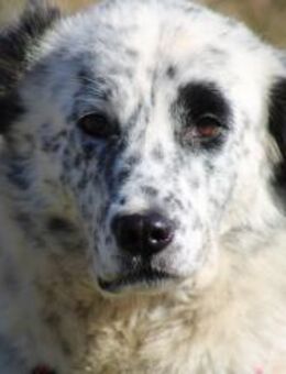 Still, sanft, besonders Pippa - Eixen