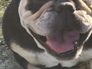 Englische Bulldogge Wachhund Weibchen - Witten