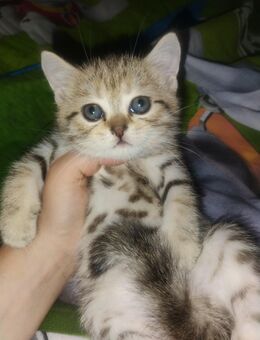 BKH Kitten - Lahr (Schwarzwald)