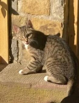 Schüchterne Lilly - Margetshöchheim