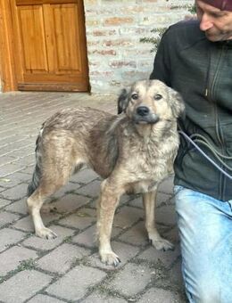 Ada sucht nach Liebe - Nordwalde