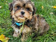 Shih-Tzu/Yorkshire Welpen - Oranienburg