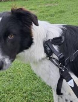 Feivel sucht seine Familie - München