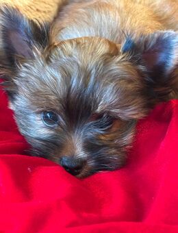 Ocean Pearl Yorkshire Terrier-Zobel - Rüde Geb.:13.08.2025 in liebevolle Hände abzugeben - Berlin