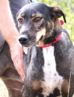 Jovita ist so gerne beim Menschen... - Karben