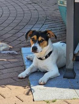 Oskar 💙 sucht seine Familie - Kalkar