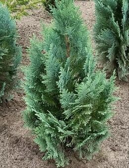 Kleine blaue Scheinzypressen - Berkenthin