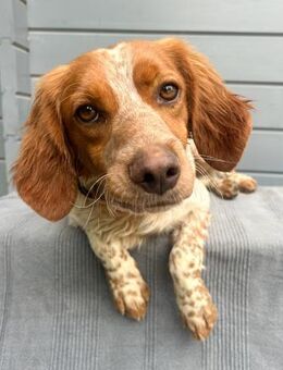 Sanfter Gianni wartet in Portugal! - Köln